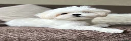 Maltese dogs for sale: Adorable Miniature Maltese Boy - Advert 3
