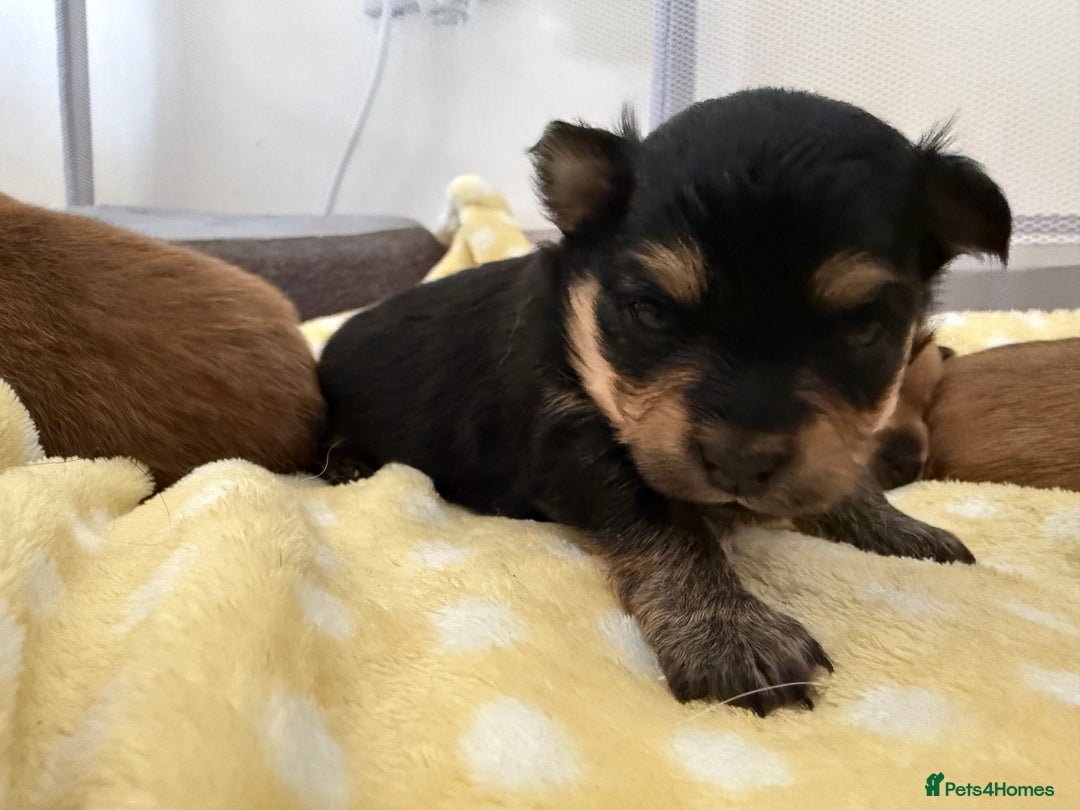 Pomeranian dogs for sale:  Adorable Pomeranian puppies  - Image 7
