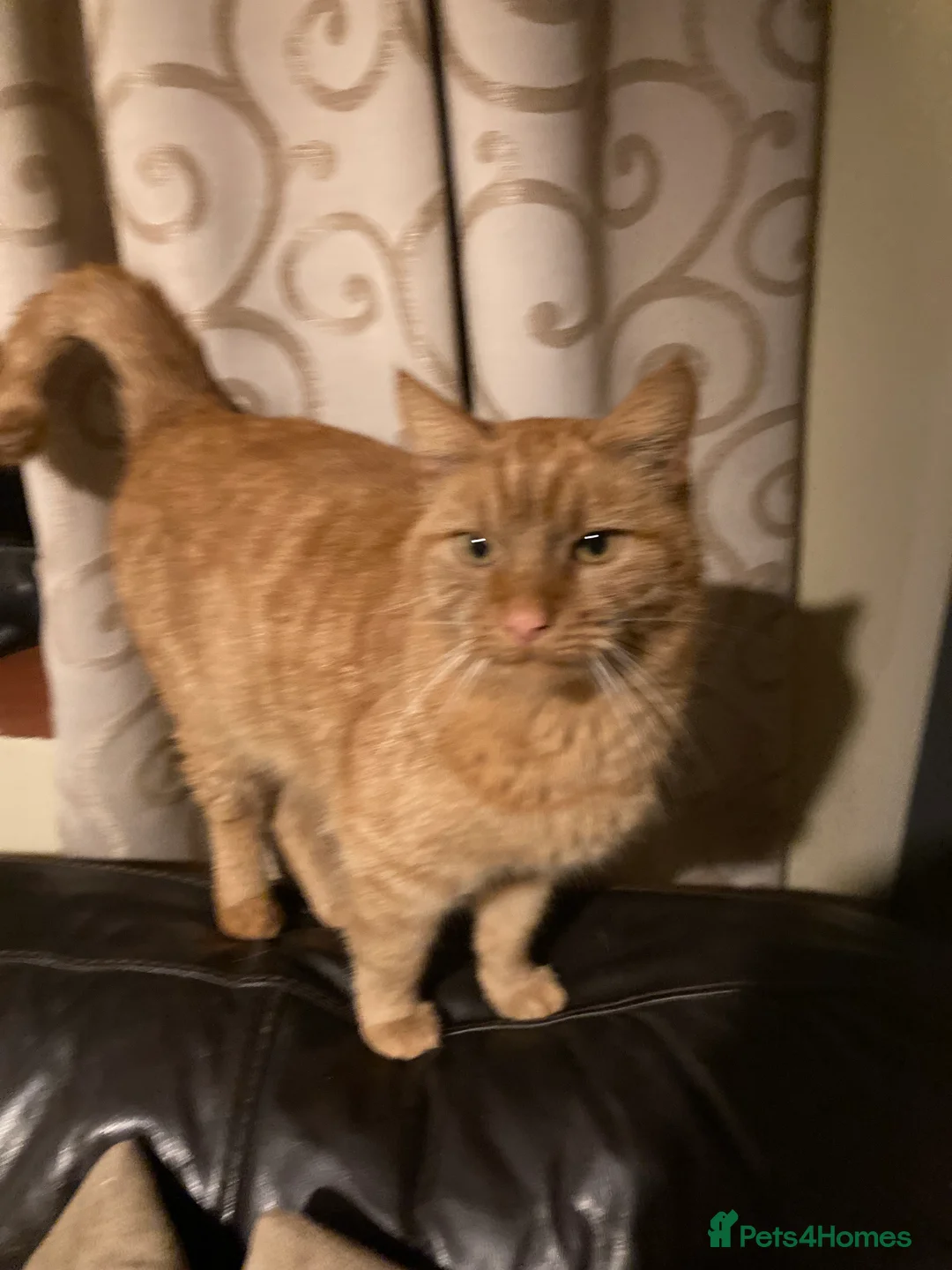 Mixed Breed cats for sale: Gilbert Ginger cat  - Advert 1