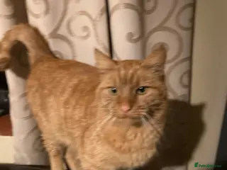 Mixed Breed cats Gilbert Ginger cat - Advert 5