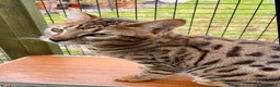 Savannah cats for sale: Proven stud and Young adult F3 female on active re - Advert 2