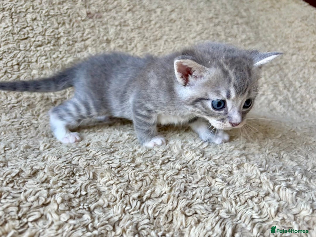 Exotic cats for sale: READY Silver Tabby cross exotic Fur Babies - Image 11