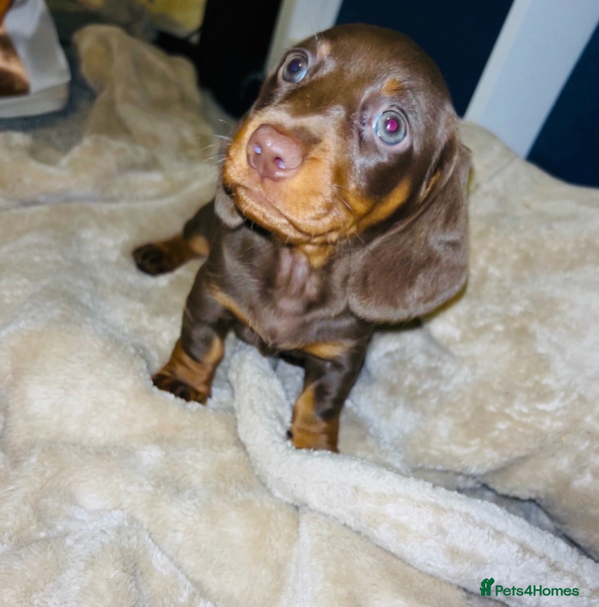 Miniature Dachshund dogs 👑⭐️Quality KC Miniature Dachshunds⭐️👑 - Advert 2
