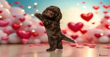 Cockapoo dogs - Advert 15