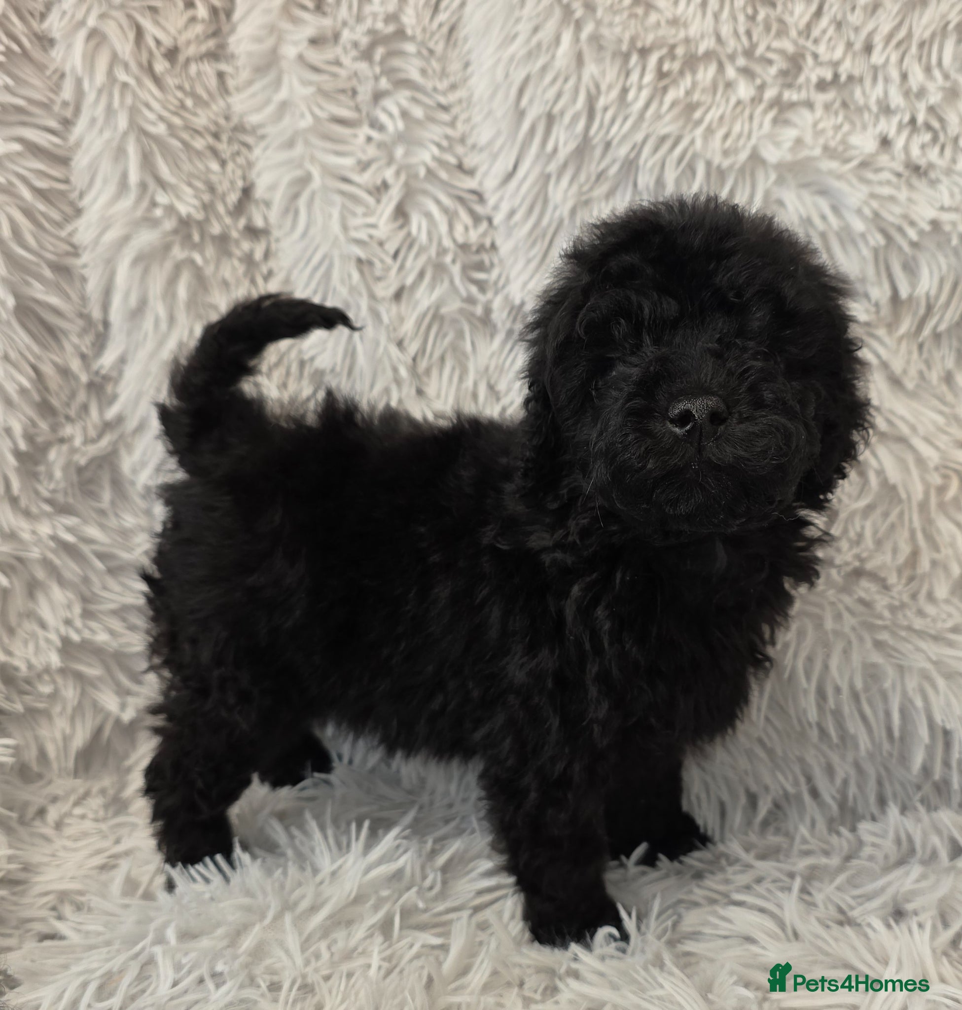 Toy Poodle dogs KC REGISTERED TOY POODLES FULLY HEALTH TESTED  - Advert 3