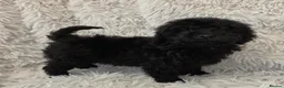Toy Poodle dogs for sale: KC REGISTERED TOY POODLES FULLY HEALTH TESTED  - Advert 1
