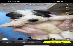 Lurcher dogs for sale: Lurcher bitch - Image 7