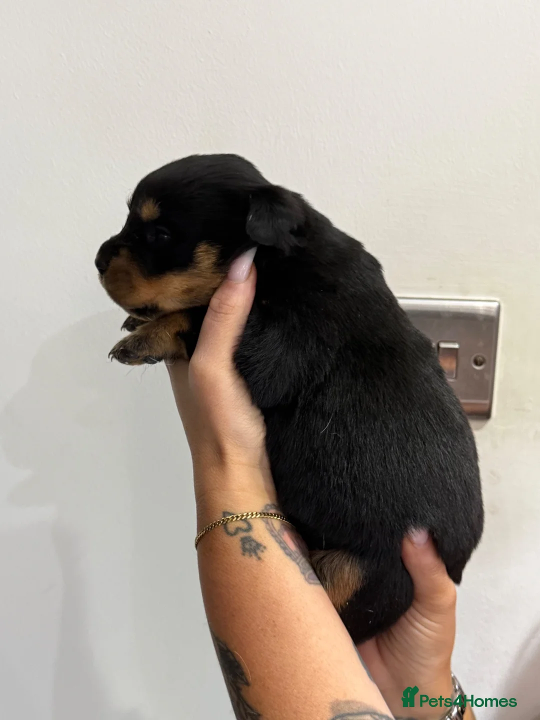 Rottweiler dogs for sale: Outstanding KC registered Rottweiler puppies  - Advert 14