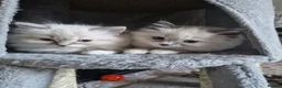 Ragdoll cats for stud: Handsome Ragdoll available for STUD services in Stockport - Advert 13