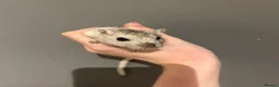 Gerbil rodents for sale: 2 friendly male gerbils - Advert 1