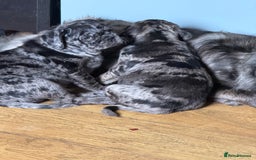 Pug dogs for sale: Merle pug puppies  - Image 9