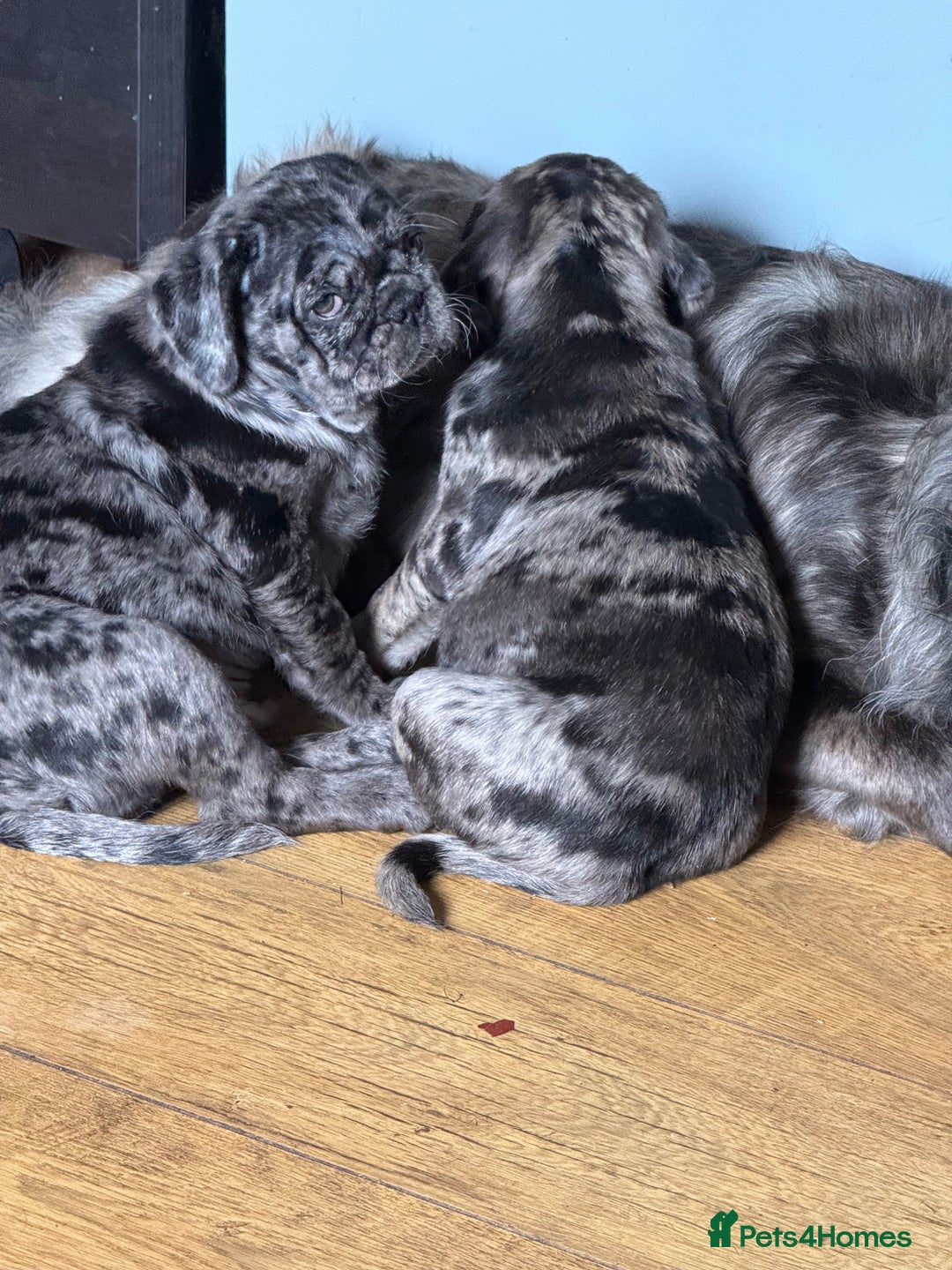 Pug dogs for sale: Merle pug puppies  - Image 9