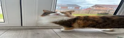 Mixed Breed cats for sale: Beautiful cat  - Advert 5