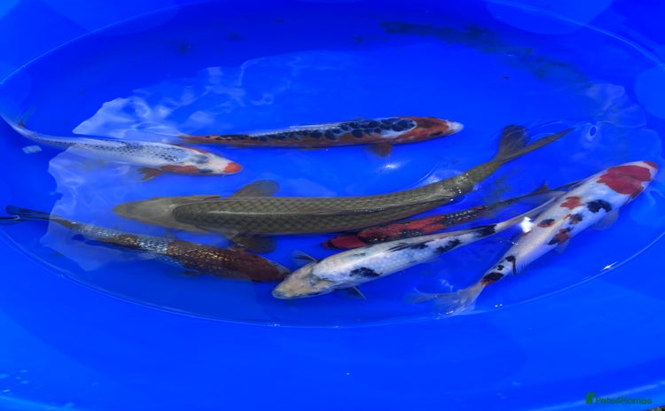 Koi Carp fish for sale - Advert 1