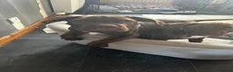 Mixed Breed dogs for sale: 3 aborable pups looking for there forever homes  - Advert 3