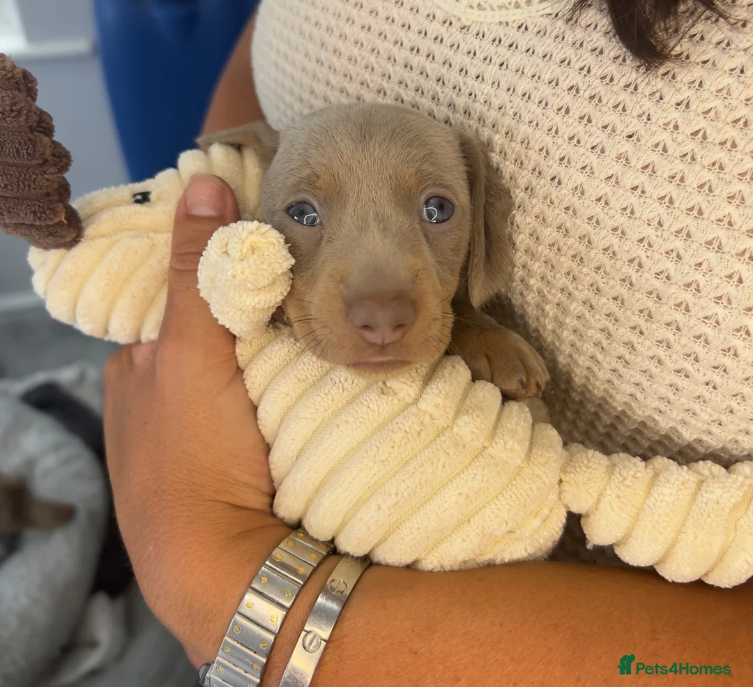 Miniature Dachshund dogs for sale: Miniature Dachshunds KC  - Advert 9