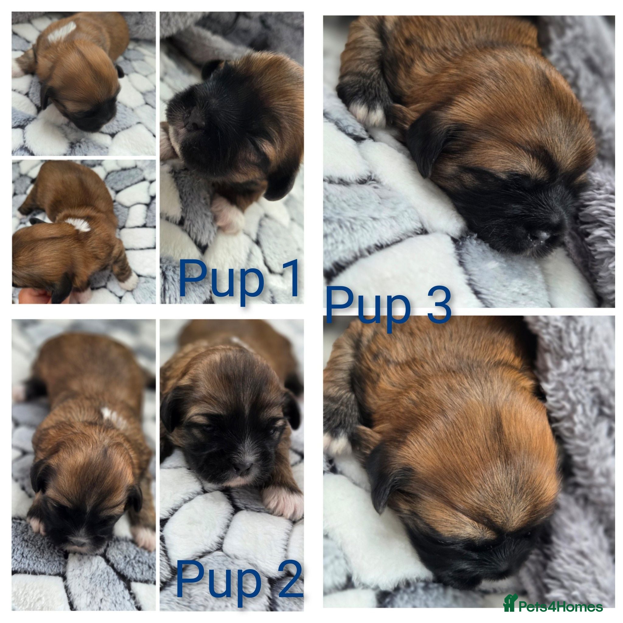 Shih Tzu dogs Loved Imperial Shih Tzu Puppies - Advert 2