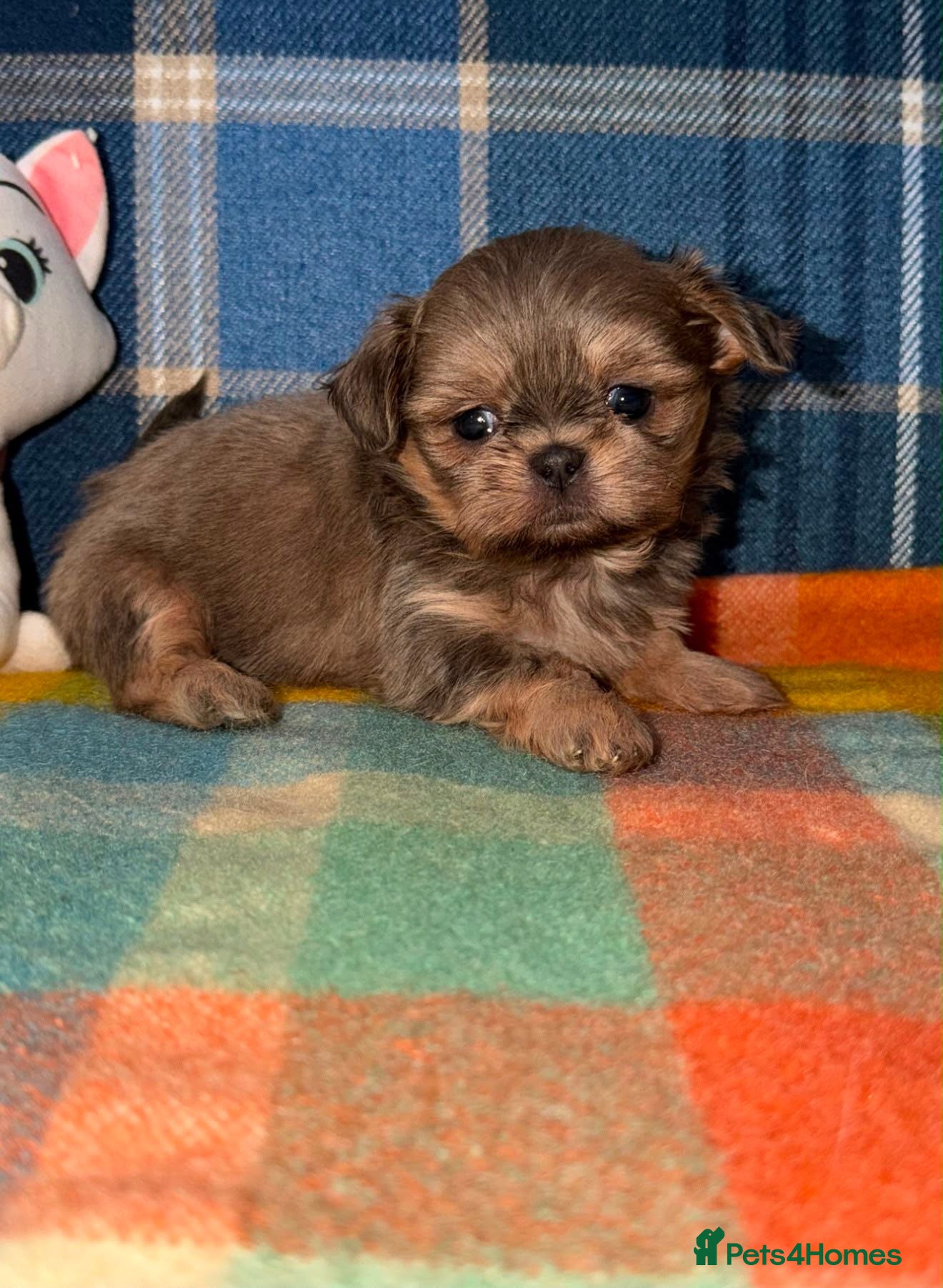 Shih Tzu dogs Stunning KC Shih Tzu Puppies  - Advert 2
