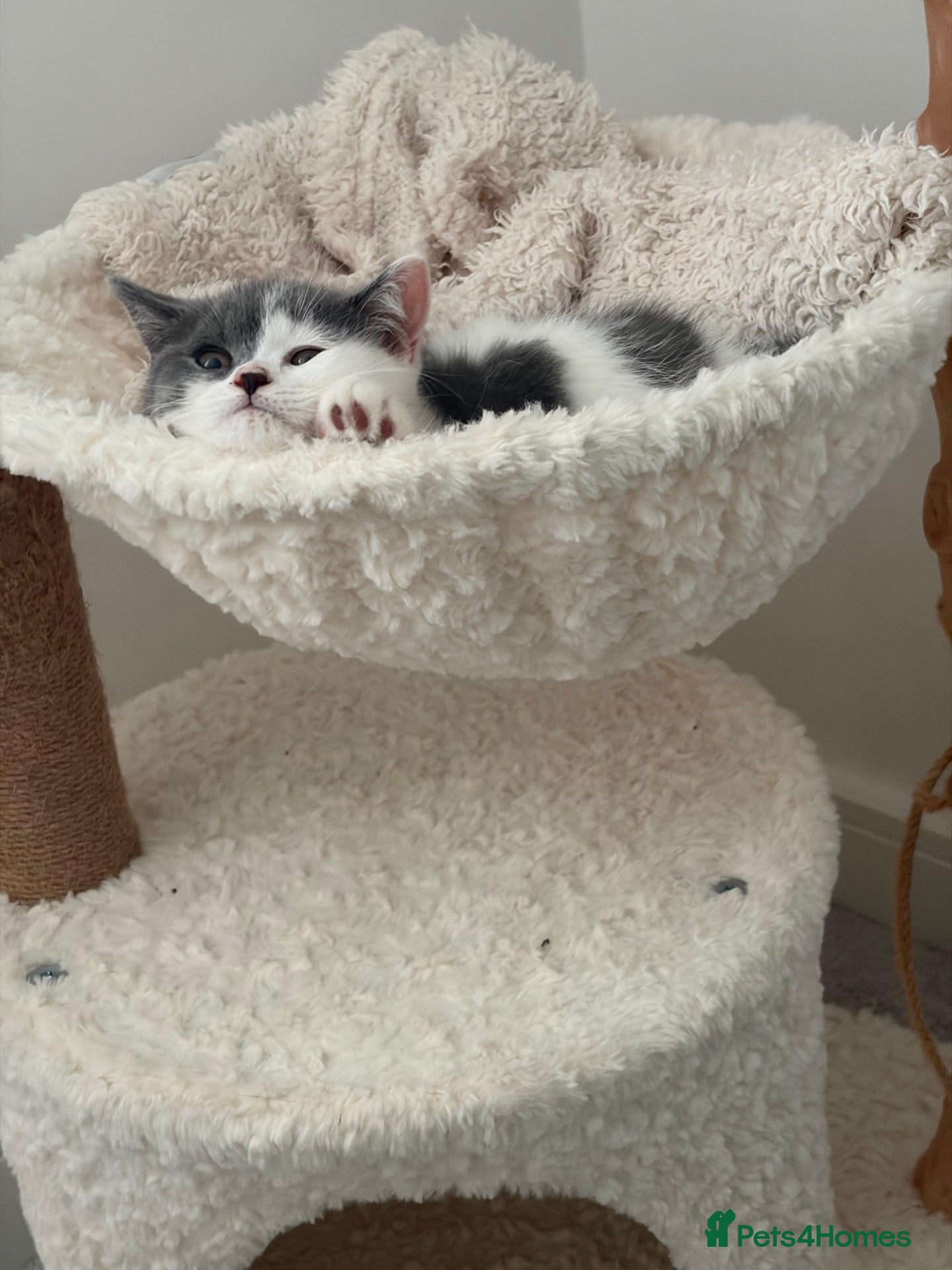 British Shorthair cats for sale: Last 2 boys BSH GCCF  - Advert 1