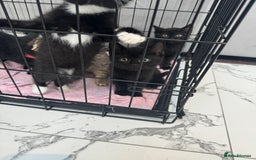 British Shorthair cats for sale: British short hair  - Image 4