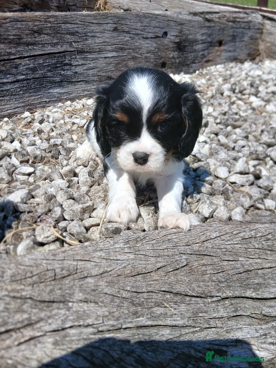 Cavalier King Charles Spaniel dogs for sale: Fully vaccinated Tri BOYS - Advert 12