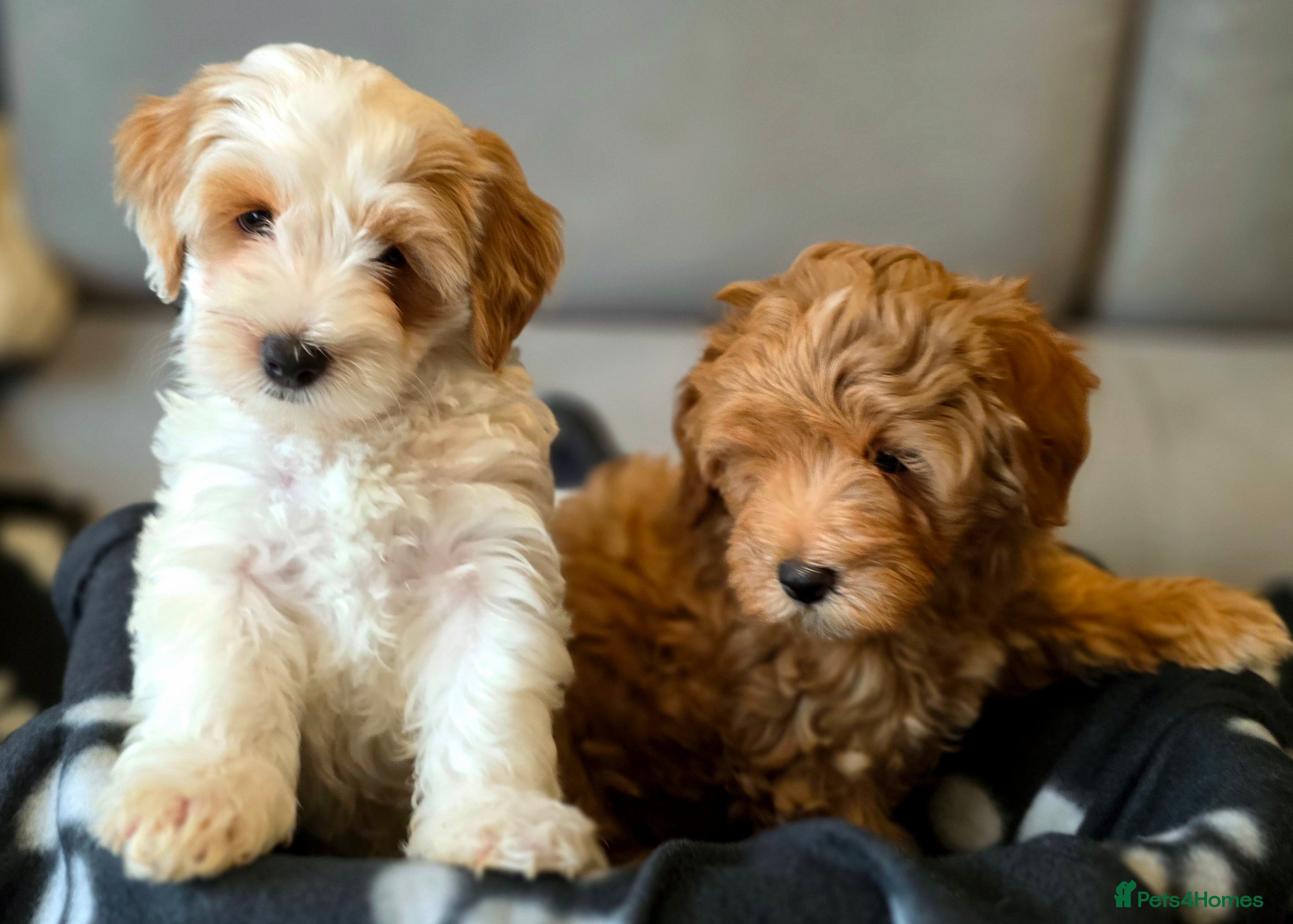 Maltipoo dogs Maltipoo Puppies with Confirmed Parentage - Advert 6