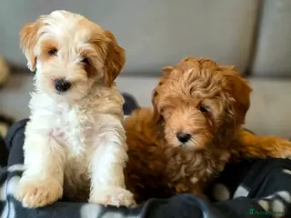 Maltipoo dogs Maltipoo Puppies with Confirmed Parentage - Advert 6
