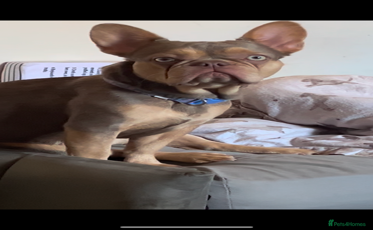 French Bulldog dogs - Advert 1
