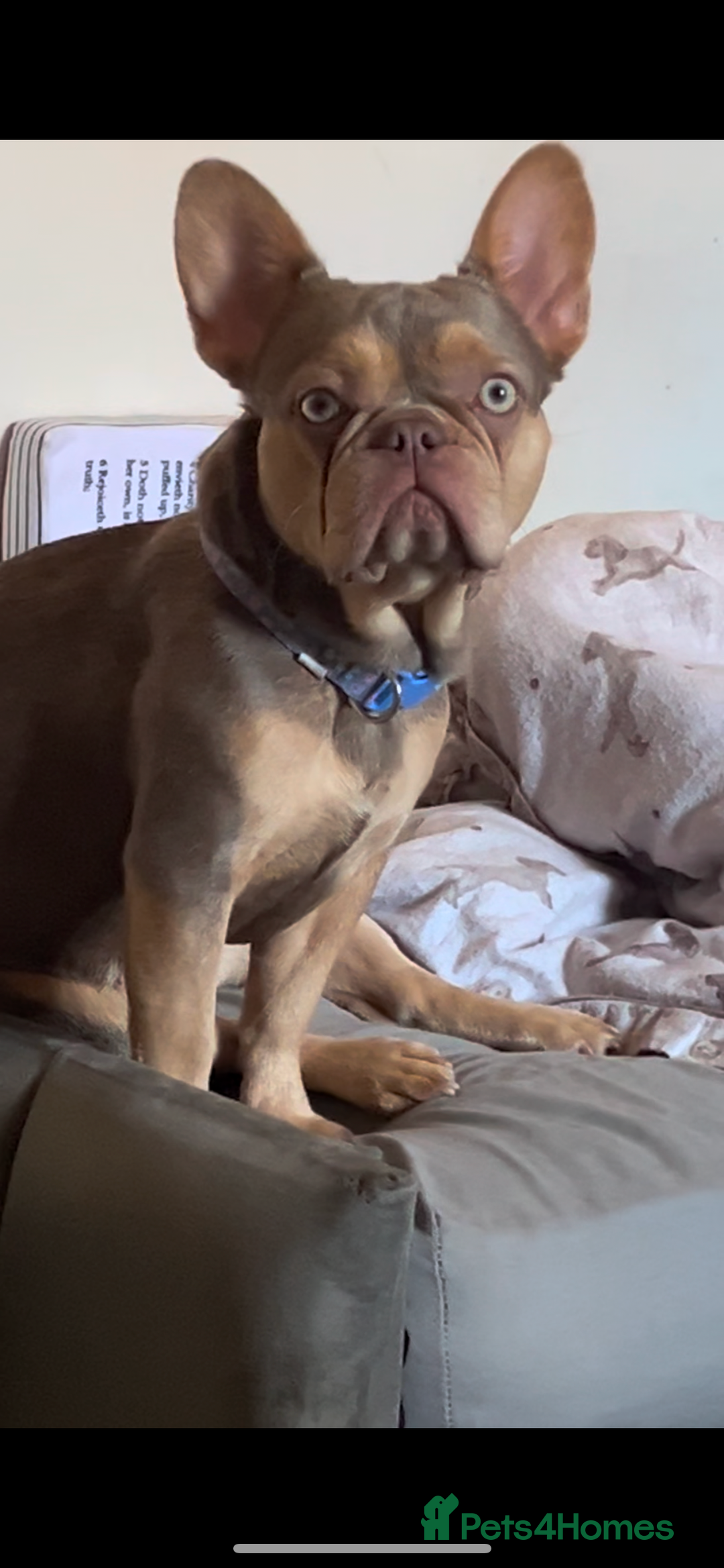 French Bulldog dogs for sale: French bulldog female  - Image 1