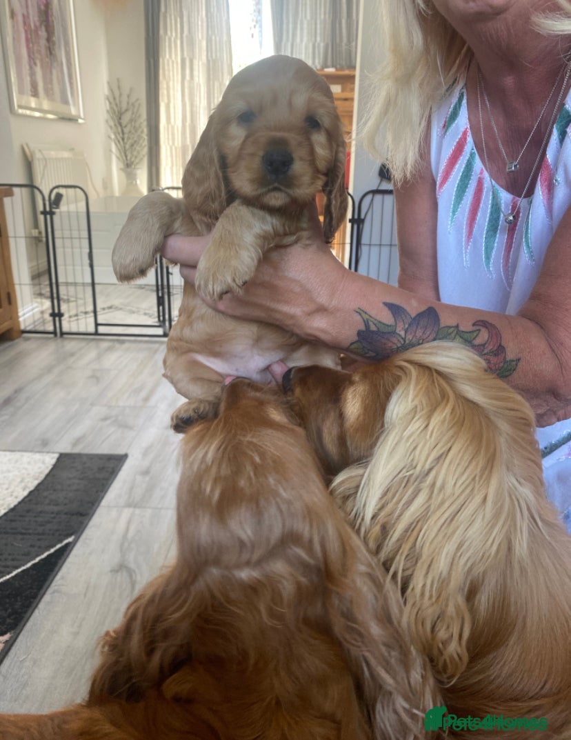 Cocker Spaniel dogs Cocker spaniel Puppies - Advert 2