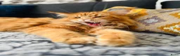 Maine Coon cats for sale: Pure breed Maine coon kittens  - Advert 6