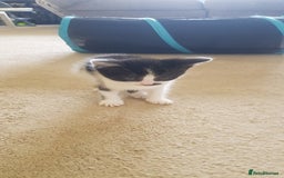 Mixed Breed cats for sale: 5 baby kittens for sale  in Renfrew - Image 18