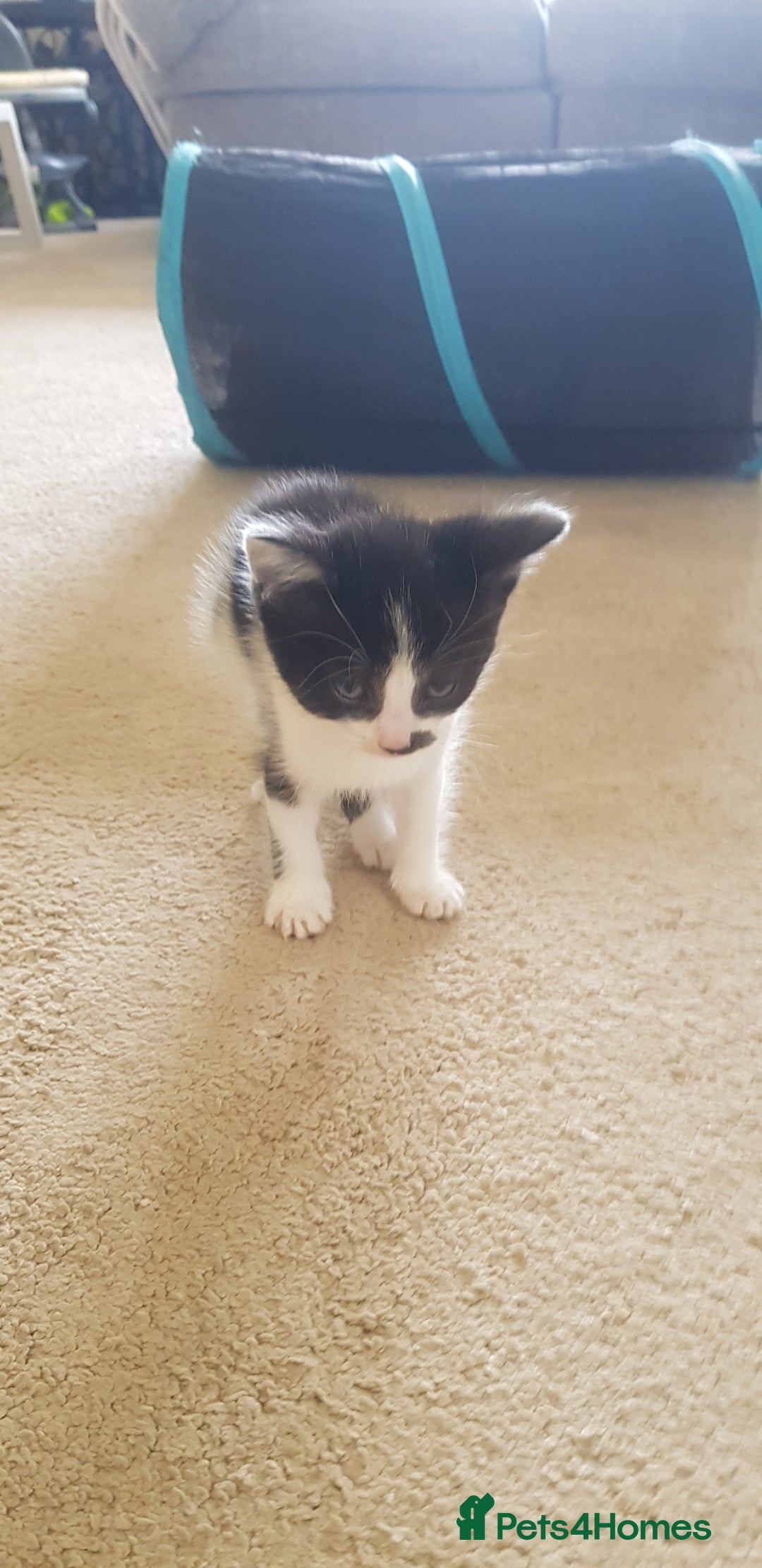Mixed Breed cats for sale: 5 baby kittens for sale  in Renfrew - Image 18