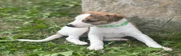 Whippet dogs for sale: Top Quality Whippet Puppies Ready to Reserve in Doncaster - Advert 17