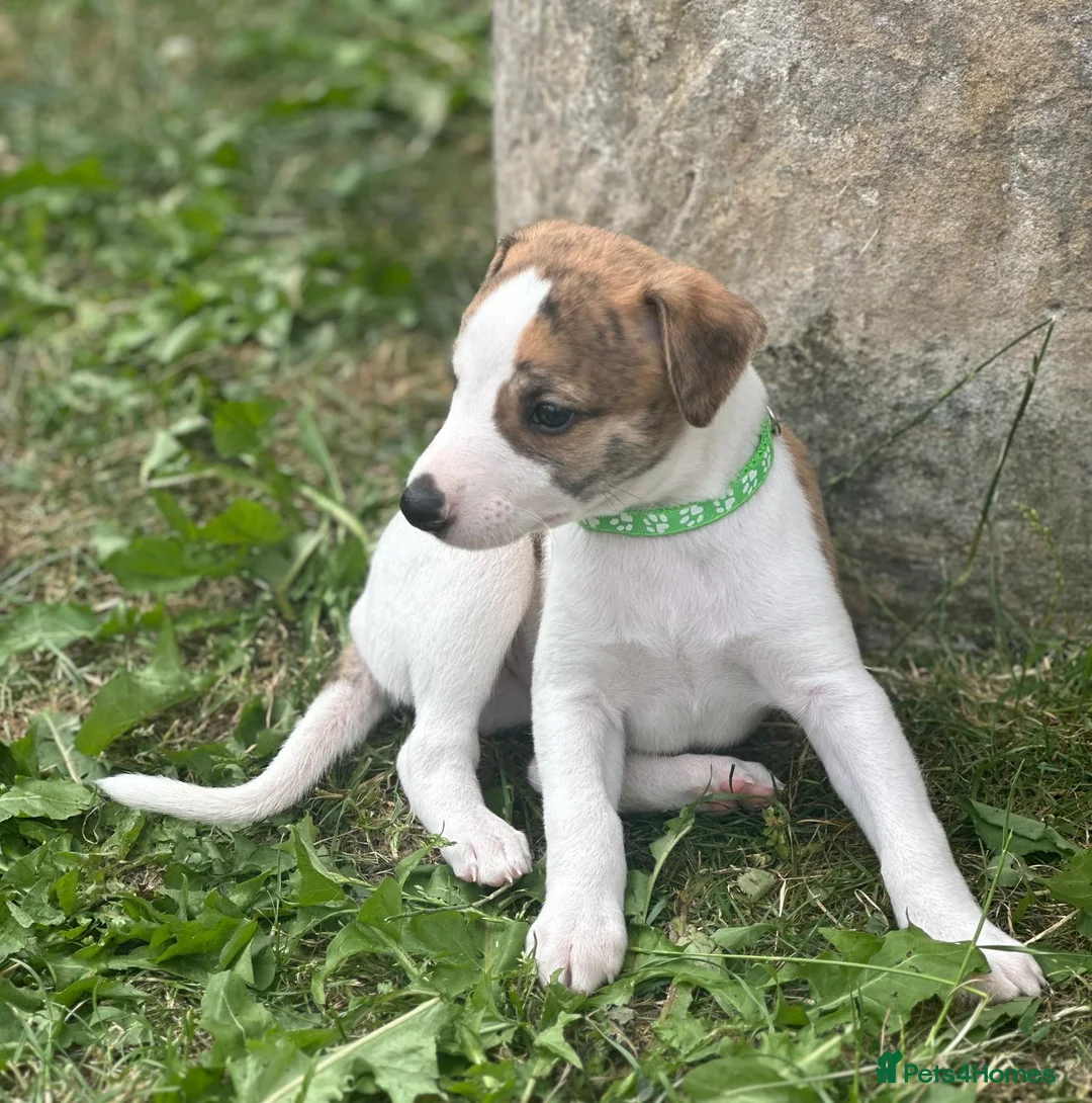 Whippet dogs for sale: Top Quality Whippet Puppies Ready to Reserve in Doncaster - Advert 17