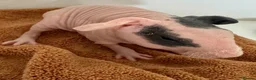 Guinea Pig rodents for sale: Beautiful Skinny Guinea Pig Sows  - Advert 6
