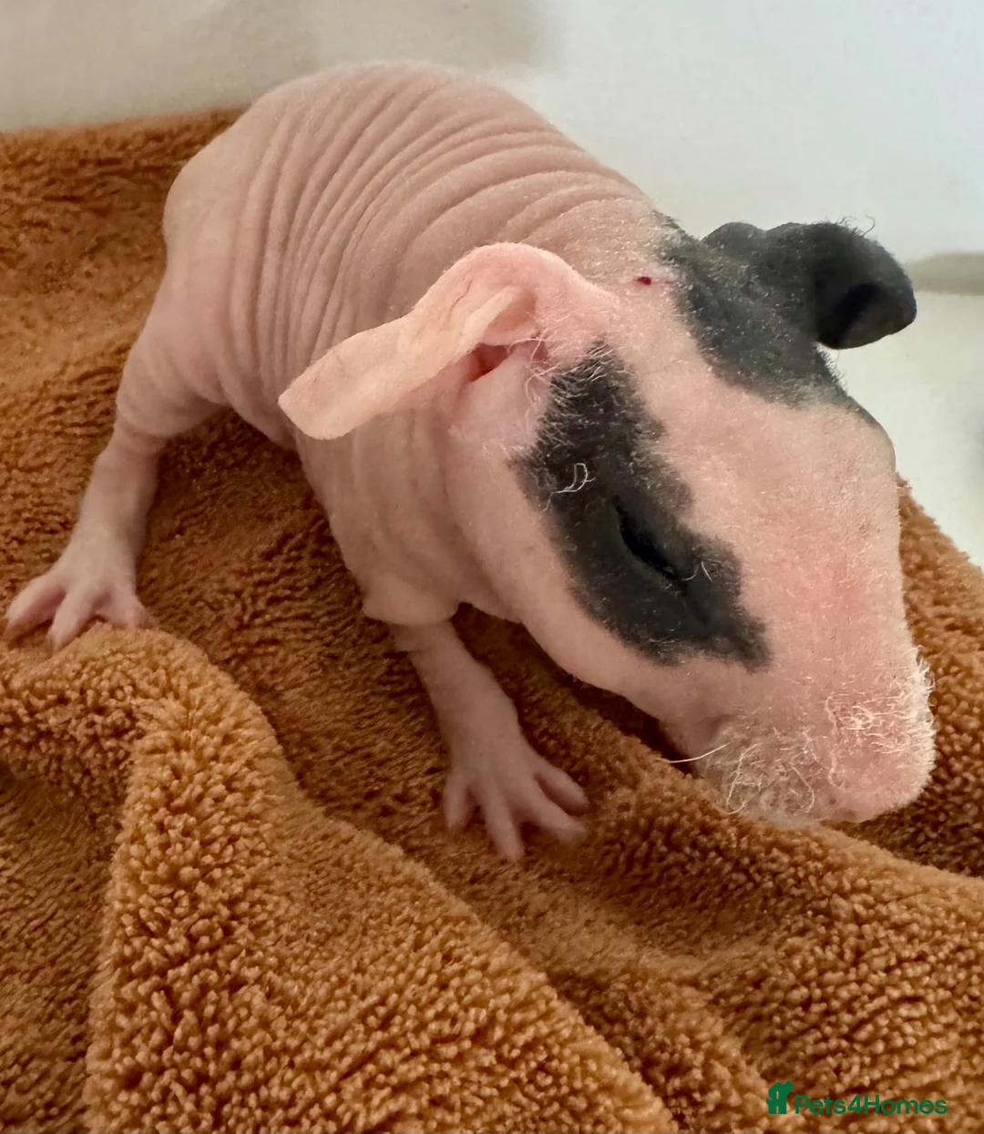 Guinea Pig rodents for sale: Beautiful Skinny Guinea Pig Sows  - Advert 6