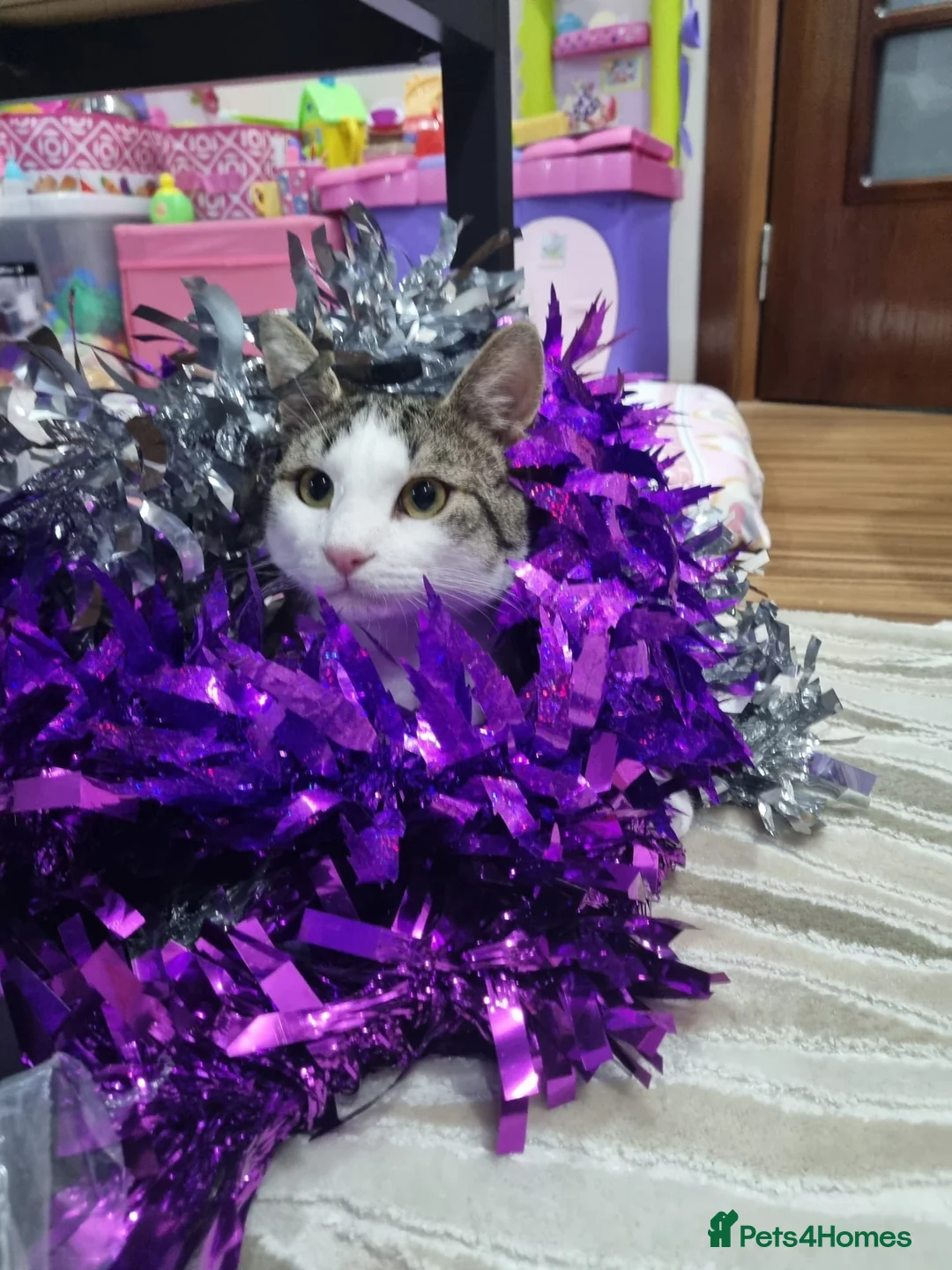 Mixed Breed cats for sale: TOMMY -a very friendly boy who needs a Loving Home - Advert 10