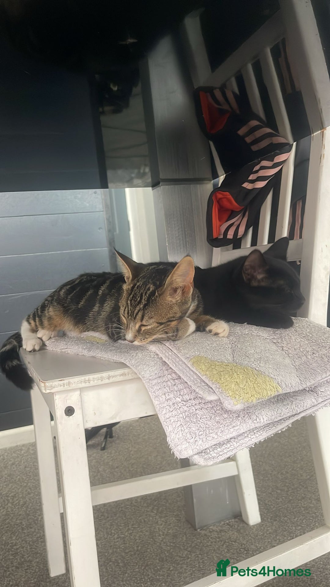 Mixed Breed cats for sale: 2 cats for sale - Image 2