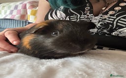 Guinea Pig rodents for sale: 2 Male Guinea Pigs & Cage (including bed & toys) - Image 3