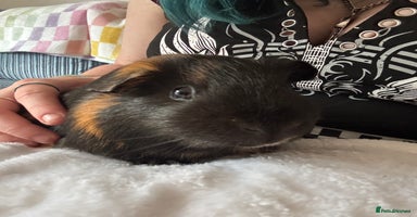 Guinea Pig rodents - Advert 12
