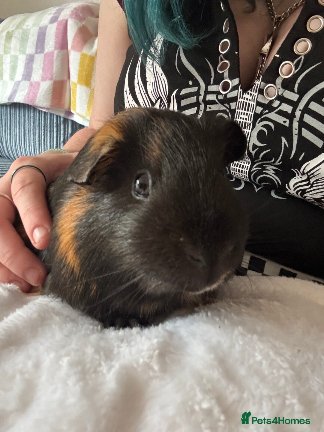 Guinea Pig rodents for sale: 2 Male Guinea Pigs & Cage (including bed & toys) - Image 3