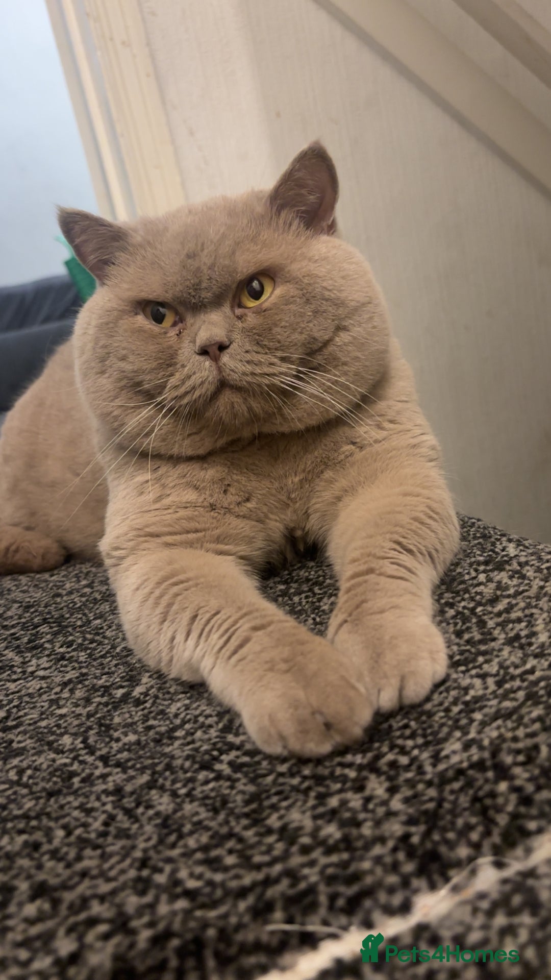 British Shorthair cats for stud: Lilac bsh stud duties - Advert 2