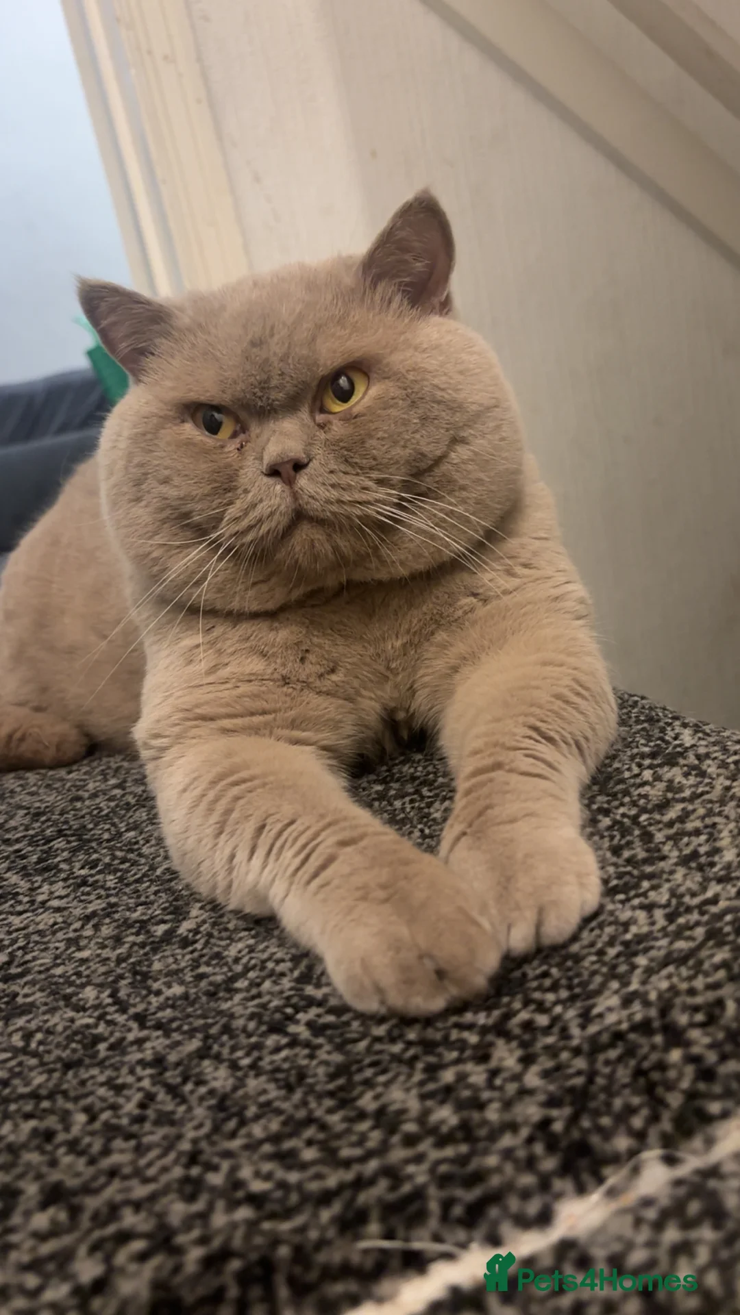 British Shorthair cats for stud: Lilac bsh stud duties - Advert 2