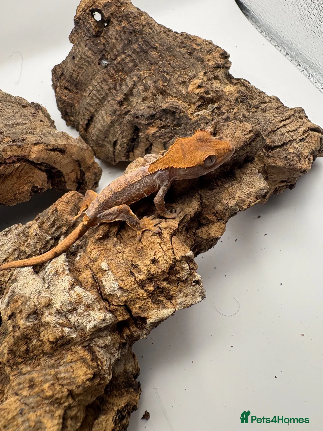 Gecko reptiles for sale: 🦎BABY MIXED CRESTED GECKOS AVAILABLE 🦎 - Advert 10