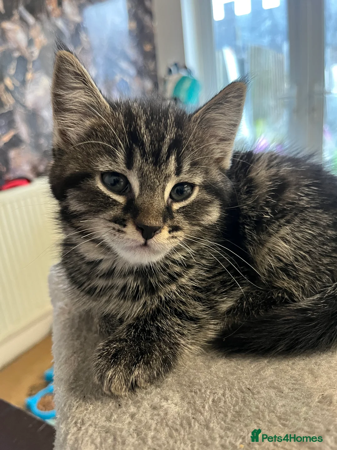 Mixed Breed cats for sale: Stunning Mixed Breed Tabby Male Kittens Available - Advert 5