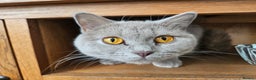 British Shorthair cats for sale: Lilac British Shorthair Girl - 20 mths - Advert 2