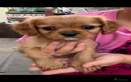 Cavalier King Charles Spaniel dogs for sale: 1 BOY LEFT**** Cavalier King Charles puppies - Image 6