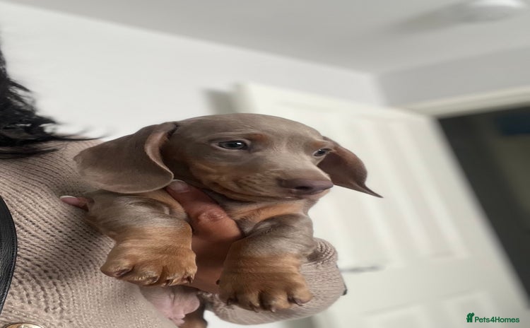 Miniature Dachshund dogs - Advert 2