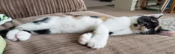 Mixed Breed cats for sale: GORGEOUS CALICO SISTERS! - Advert 6